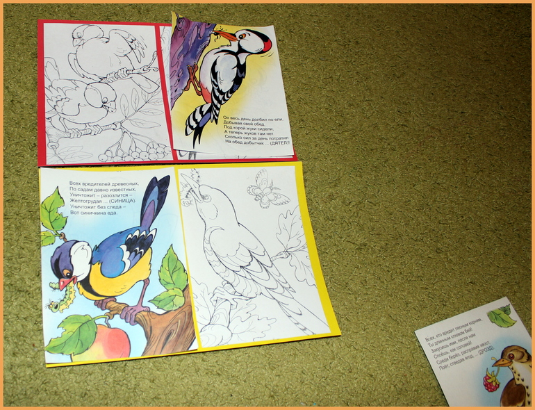 Наша птичья неделя