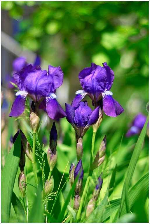 Наш Никополь-город побед))