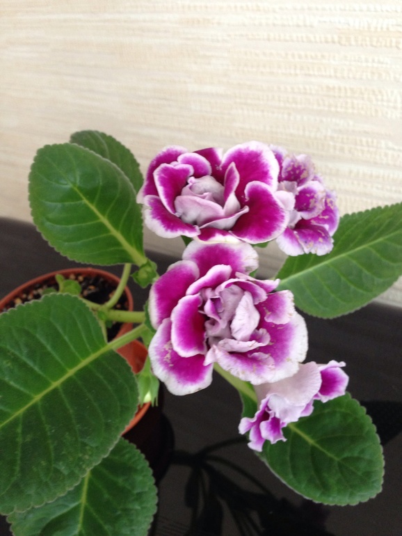 Мои красавицы и красавцы!