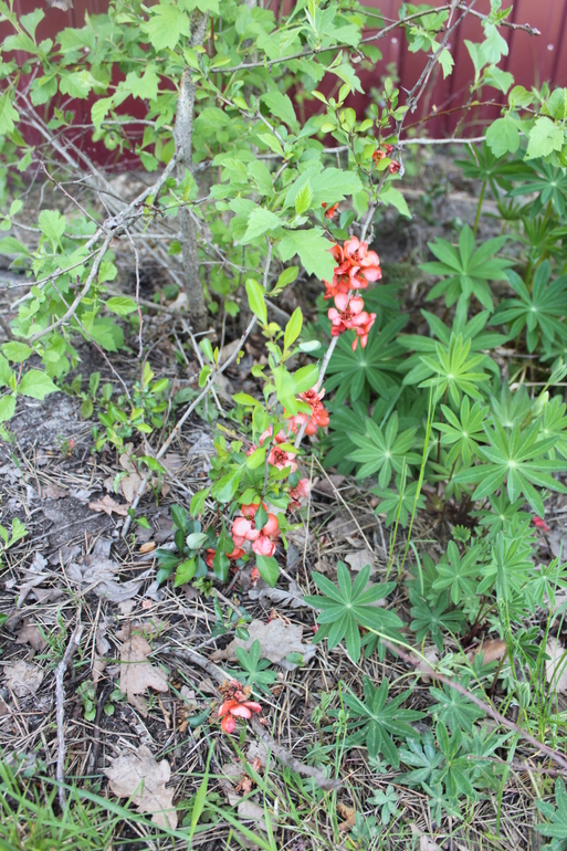 Помогите опознать