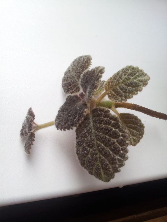 Что за цветок?