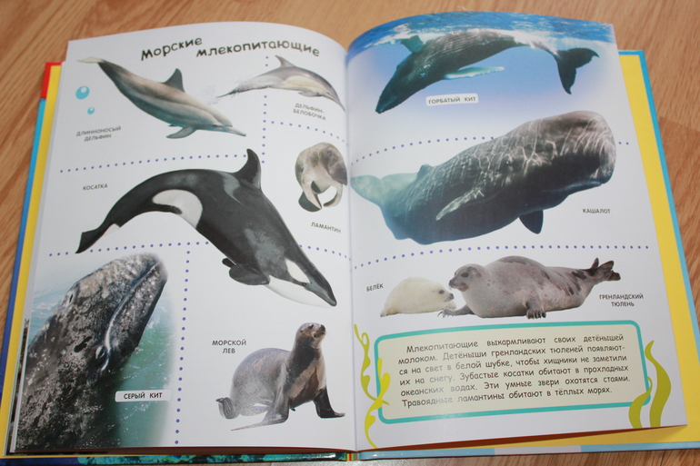 Мир в картинках