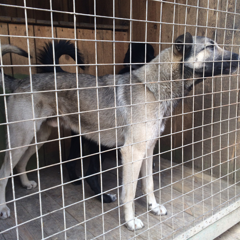 SOS!СРОЧНО ИЩЕМ ХОЗЯИНА!Подарите Хатико(Серому) ДОМ!ПОМОЖЕМ ВСЕМ МИРОМ!Нужен перепост!