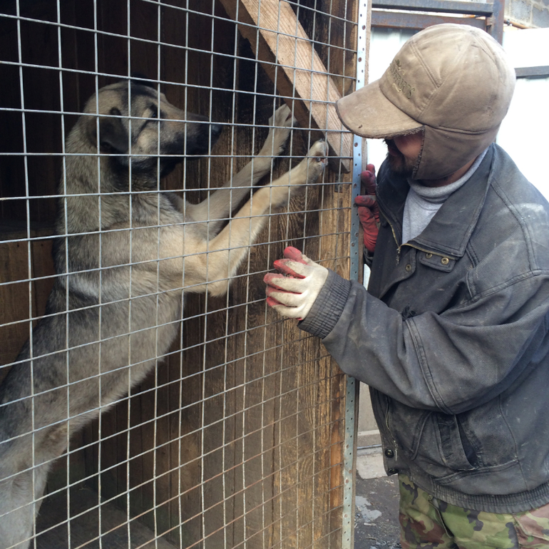 SOS!СРОЧНО ИЩЕМ ХОЗЯИНА!Подарите Хатико(Серому) ДОМ!ПОМОЖЕМ ВСЕМ МИРОМ!Нужен перепост!
