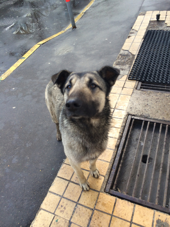 SOS!МОСКВА,Отзовись!!! НОВОСТИ!СБОР ПОМОЩИ ДЛЯ ХАТИКО ПРОДОЛЖАЕТСЯ!