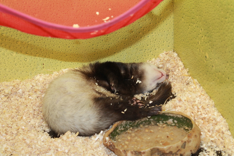 Прогулки весенние...