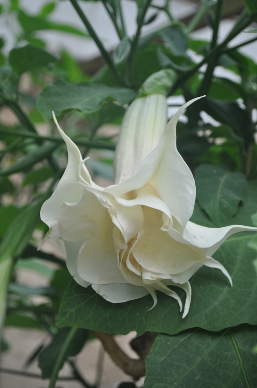 Для хорошего настроения:)