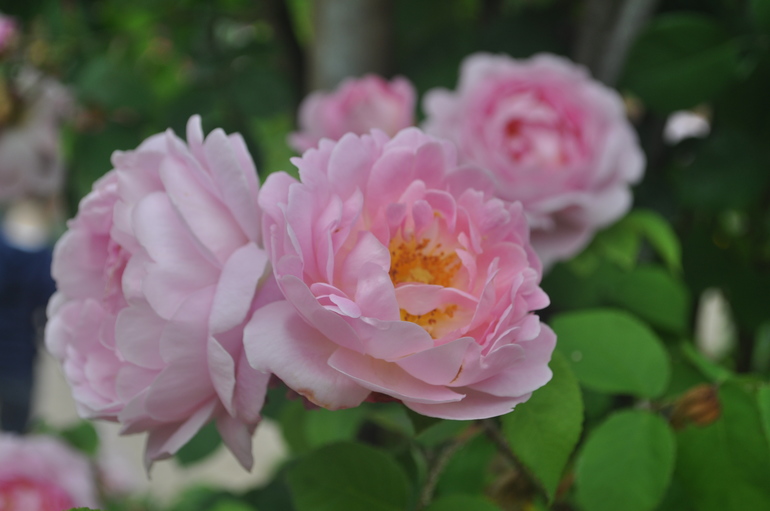 Для хорошего настроения:)