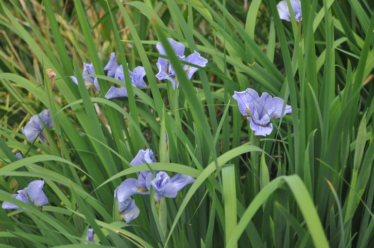 Для хорошего настроения:)