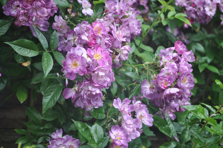 Для хорошего настроения:)