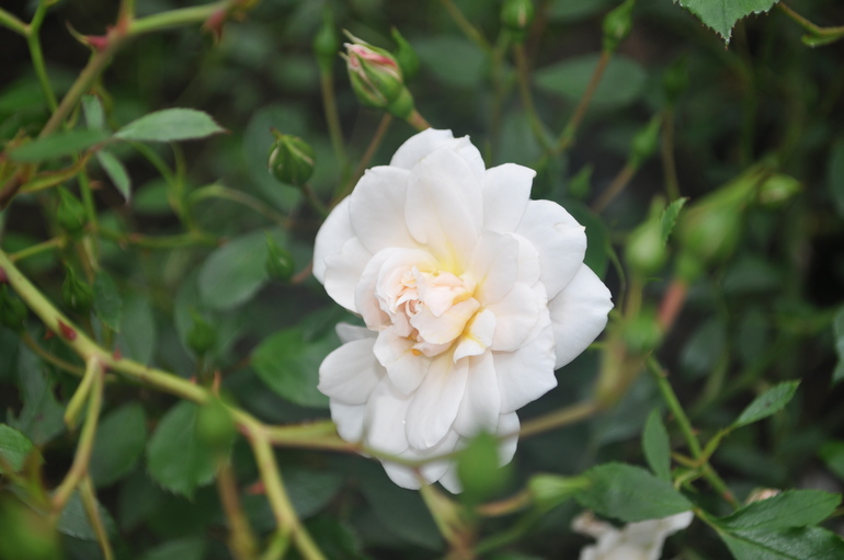 Для хорошего настроения:)