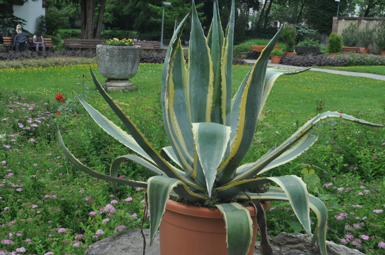 Для хорошего настроения:)