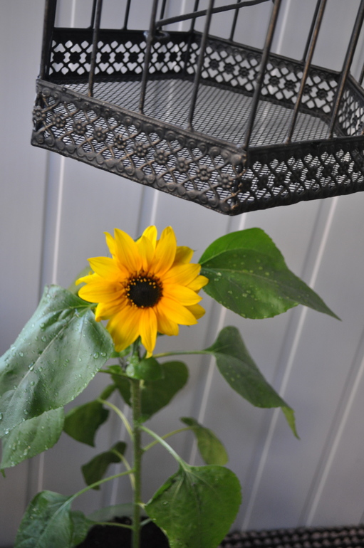 Обновочки:)