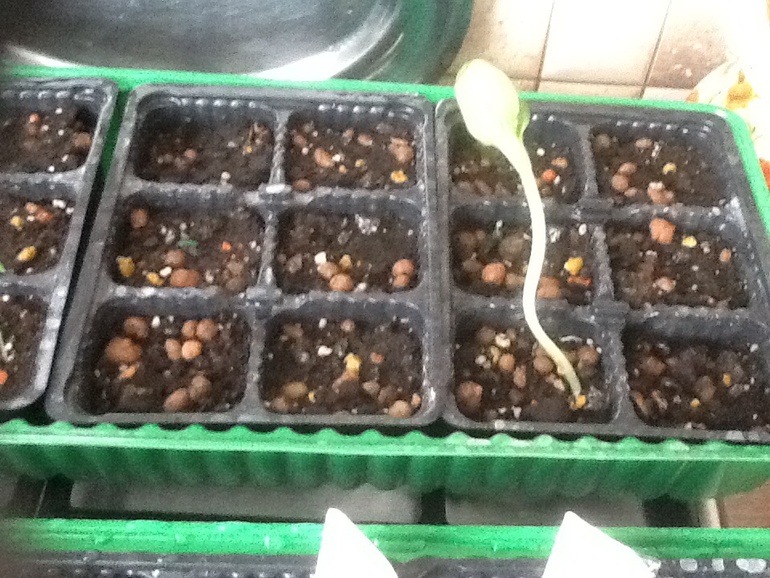 Прорастают:)