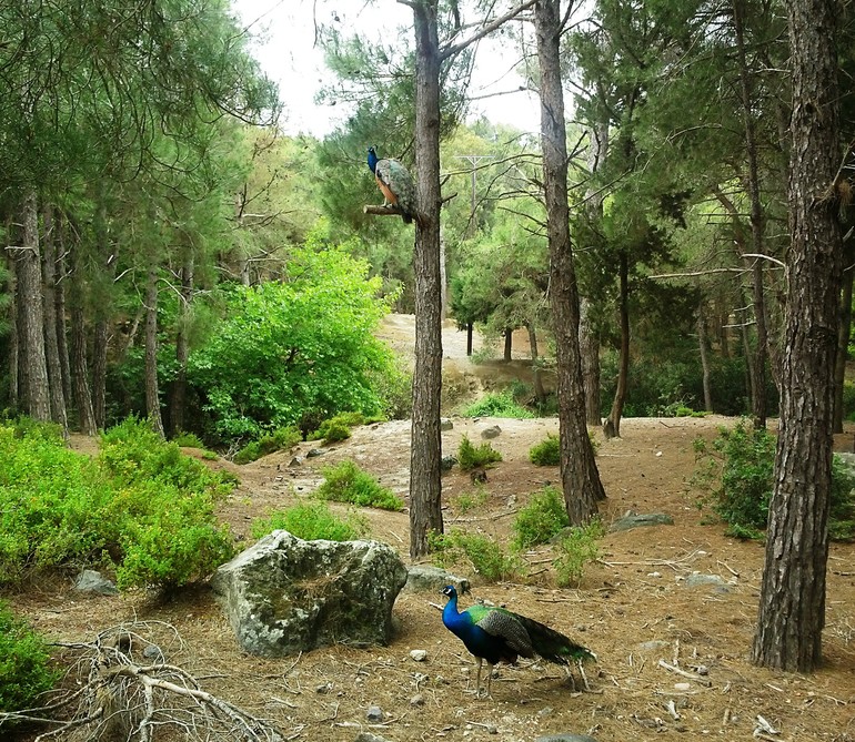 Как мы провели майские праздники на о. Кос (сто фото)) осторожно!)