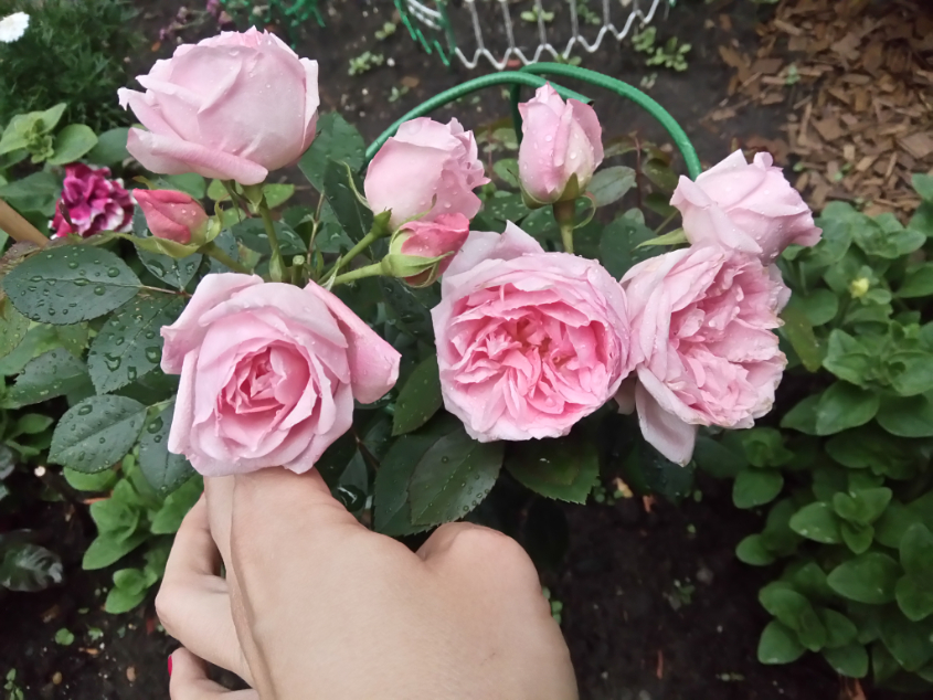 Канадская роза ПРАЙРИ ДЖОЙ. Посадила июнь 2017. Пахнет, ооочень много цветков на одной ветке!  Но дождь практически губит все цветы.