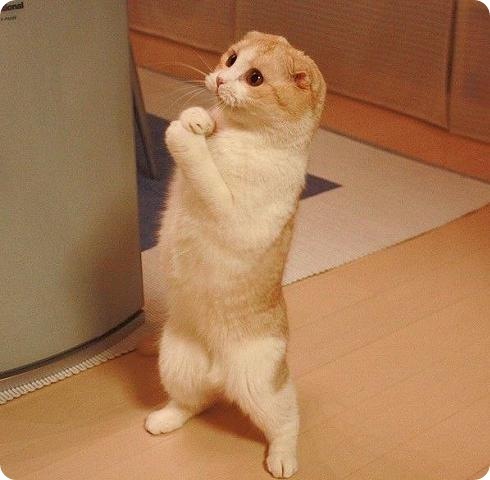 а ваши шотландцы так делают?