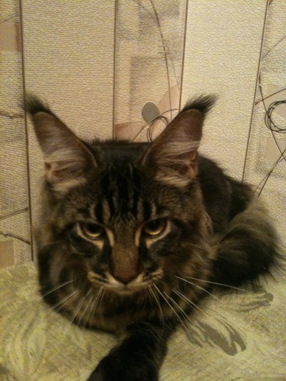 Наш Мейн кун Адмирал.