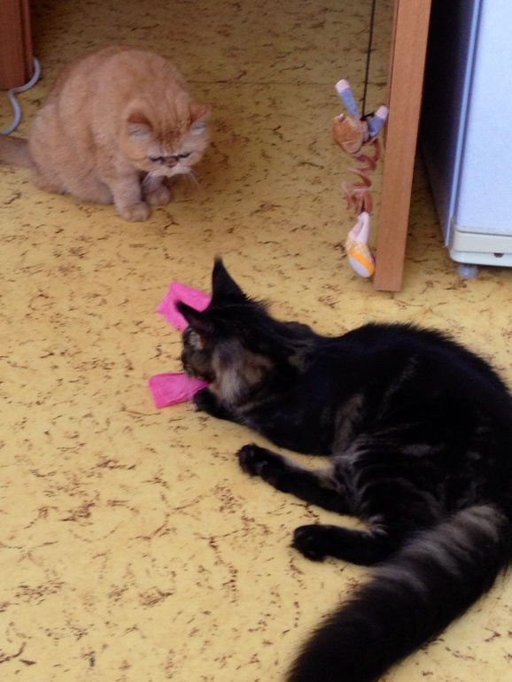 Котик полы моет