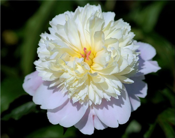 Интерьерный Пион древовидный.