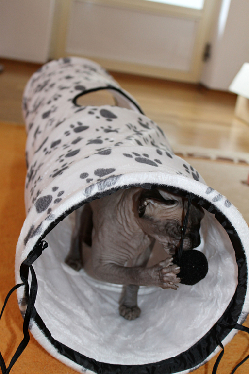 Когтеточка.