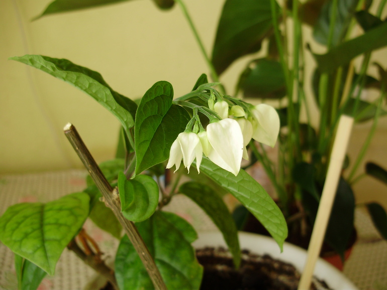 Фото для Светланы)