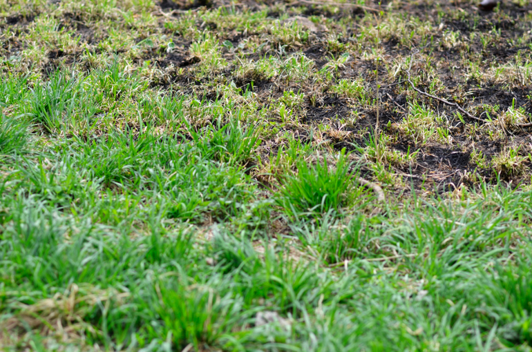 Всем, кто считает, что пал сухой травы облегчает вырастание новой.