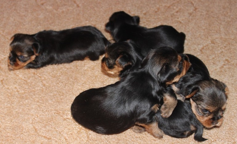 Выбор йорка