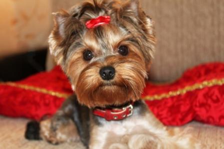 Выбор йорка