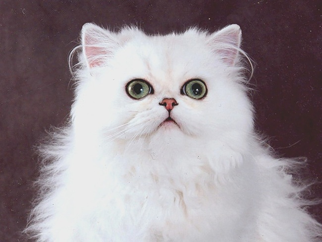 ТН Домашние животные, день 1 - Кошка