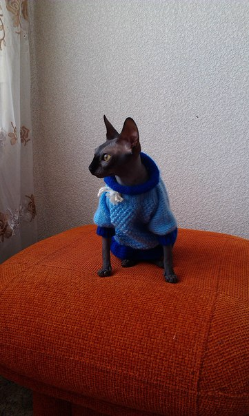 Одежда для котиков Сфинксов