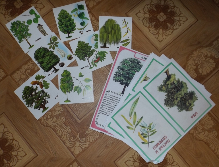 Гуляем-изучаем. ТЗ Деревья. Отчет.