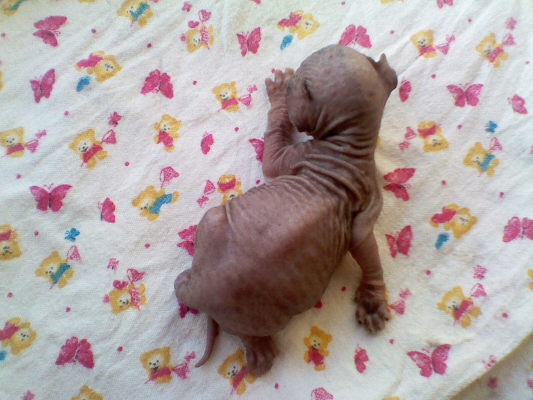 Мои малыши.