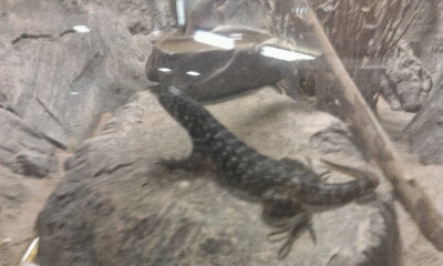 Экзотариум, океанариум