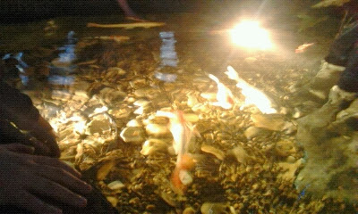 Экзотариум, океанариум