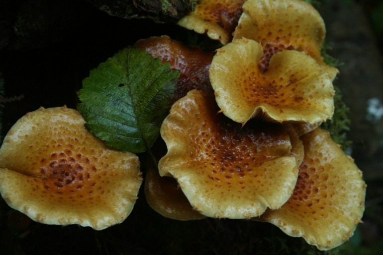 Осенние картинки