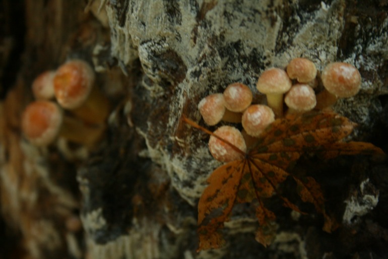 Осенние картинки