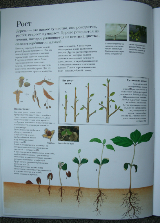 Большая книга о лесах и деревьях