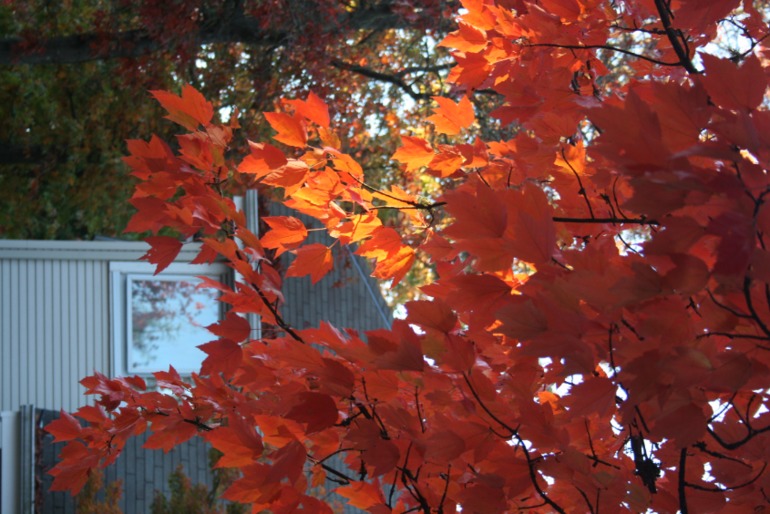 Осенние картинки