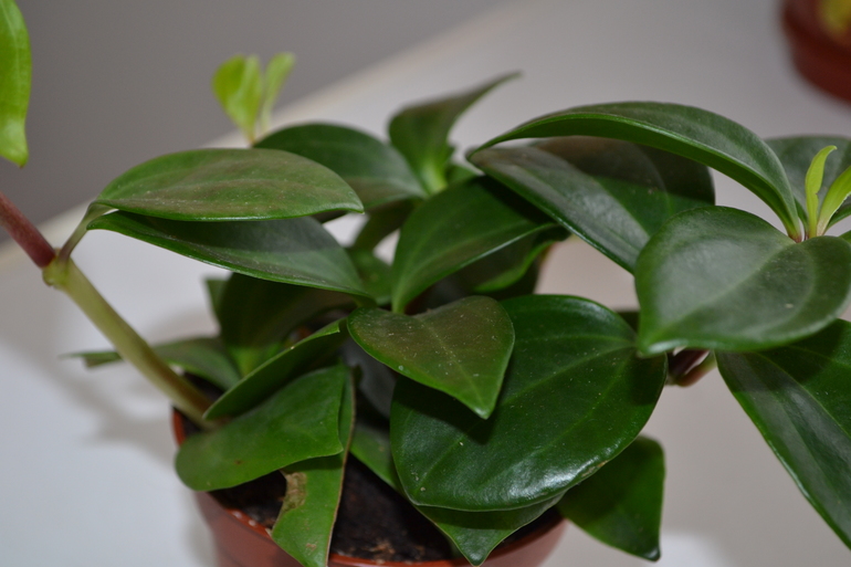 помогите с названием цветка!!!!