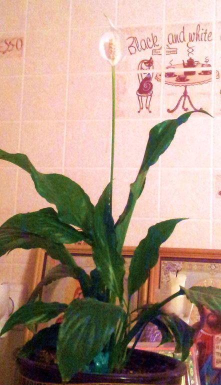 Моя неожиданная приманочка СПАТИФИЛЛУМ!