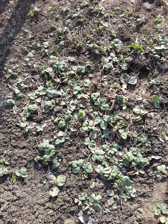 Усы сортовой земляники в дар! ( Балашиха )