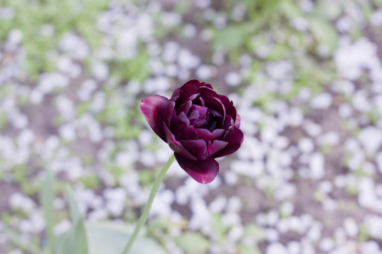 Девочки))) с праздником)))