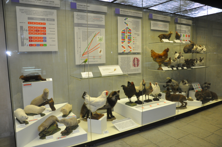 Дарвиновский музей