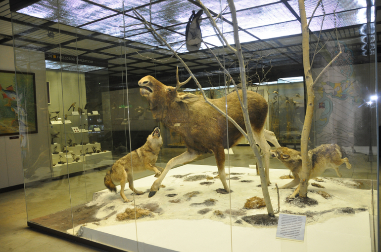 Дарвиновский музей