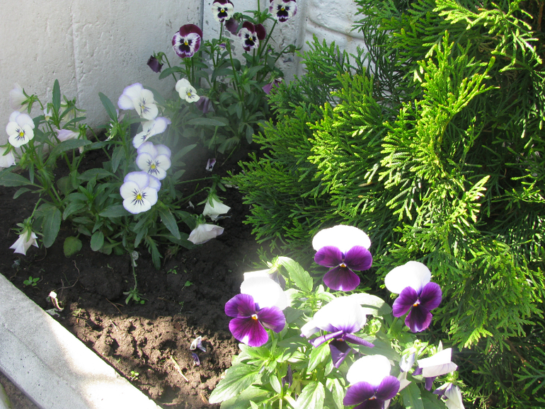 Как я рад, как я рад......