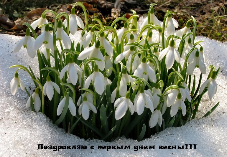 С первым днём ВЕСНЫ!