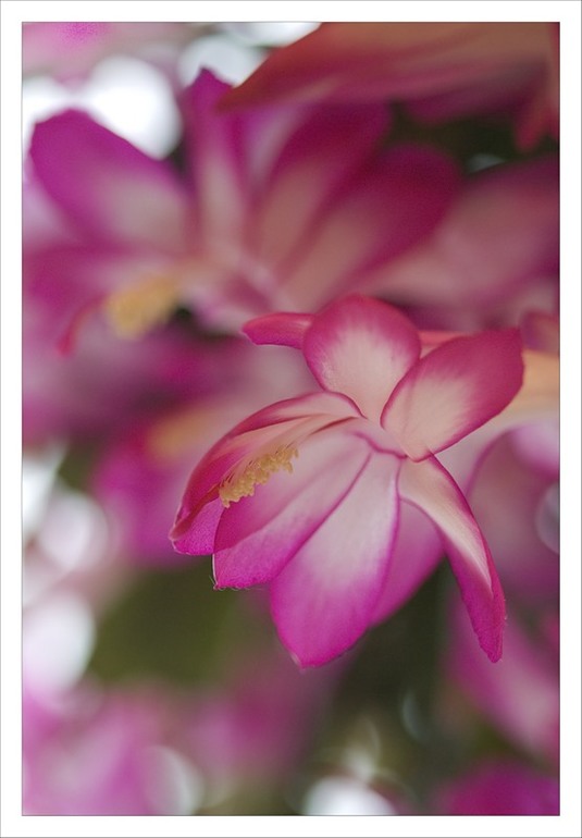 Яркие пятна в серой зиме :)