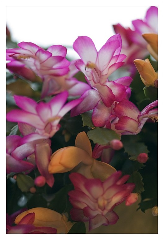 Яркие пятна в серой зиме :)