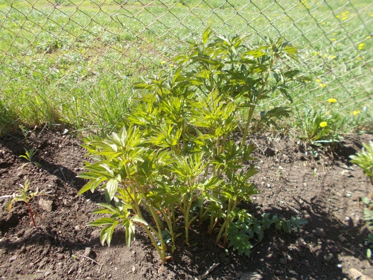 Про деревенскую жизнь)